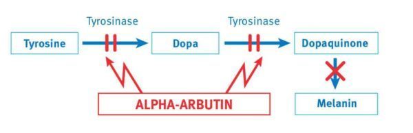 Alpha Arbutin 5 serum alpha arbutin thái lan review