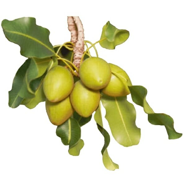 Bơ hạt mỡ 4 bơ hạt mỡ có tác dụng gì