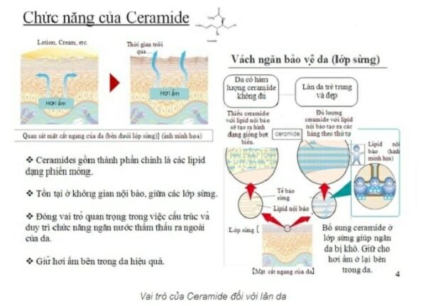Vai trò của ceramide 3 Vai trò của ceramide 3