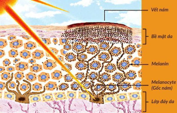 3-O-Ethyl Ascorbic Acid 7 3-O-Ethyl Ascorbic Acid giúp ức chế hình thành melanin